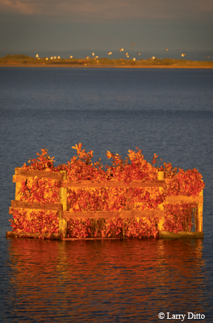 Duck blind